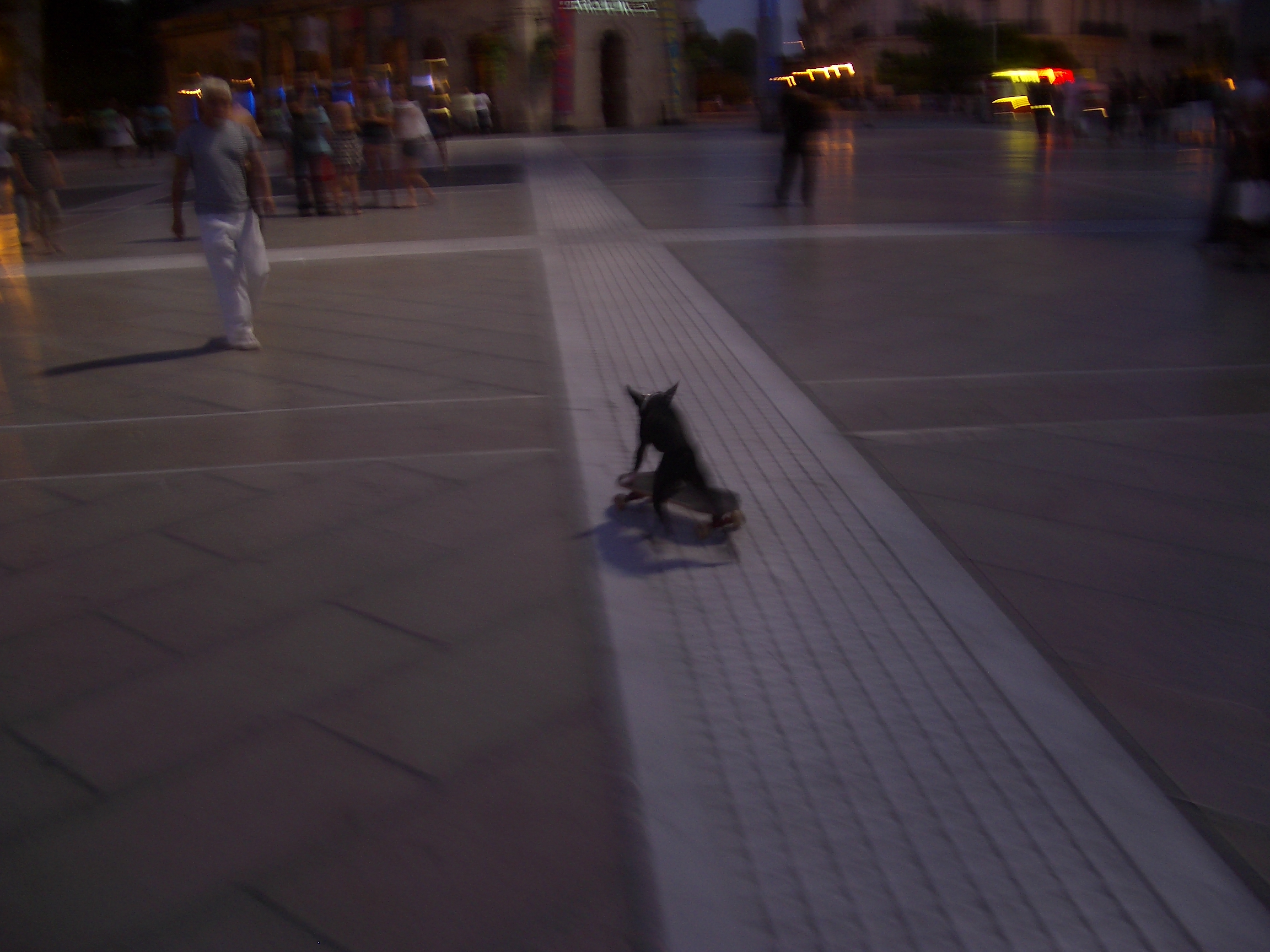 perro acrbata