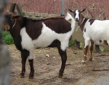 Adems de Brn disponemos de cabras y cabritos que nos proporcionan productos exquisitos