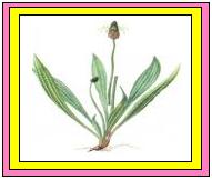 La Plantaina