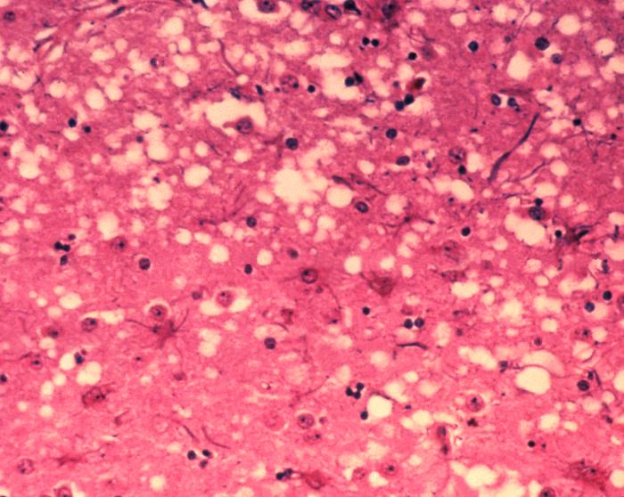 Histology