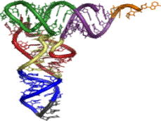 Estructura del ARN de transferencia
