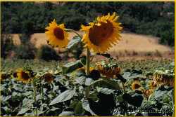 Girasoles