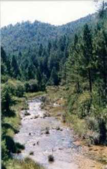 Ro Piqueras