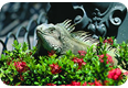 Parque de las Iguanas