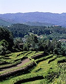 Ruta de los vinos verdes