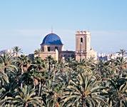Palmeral alrededor de la Baslica