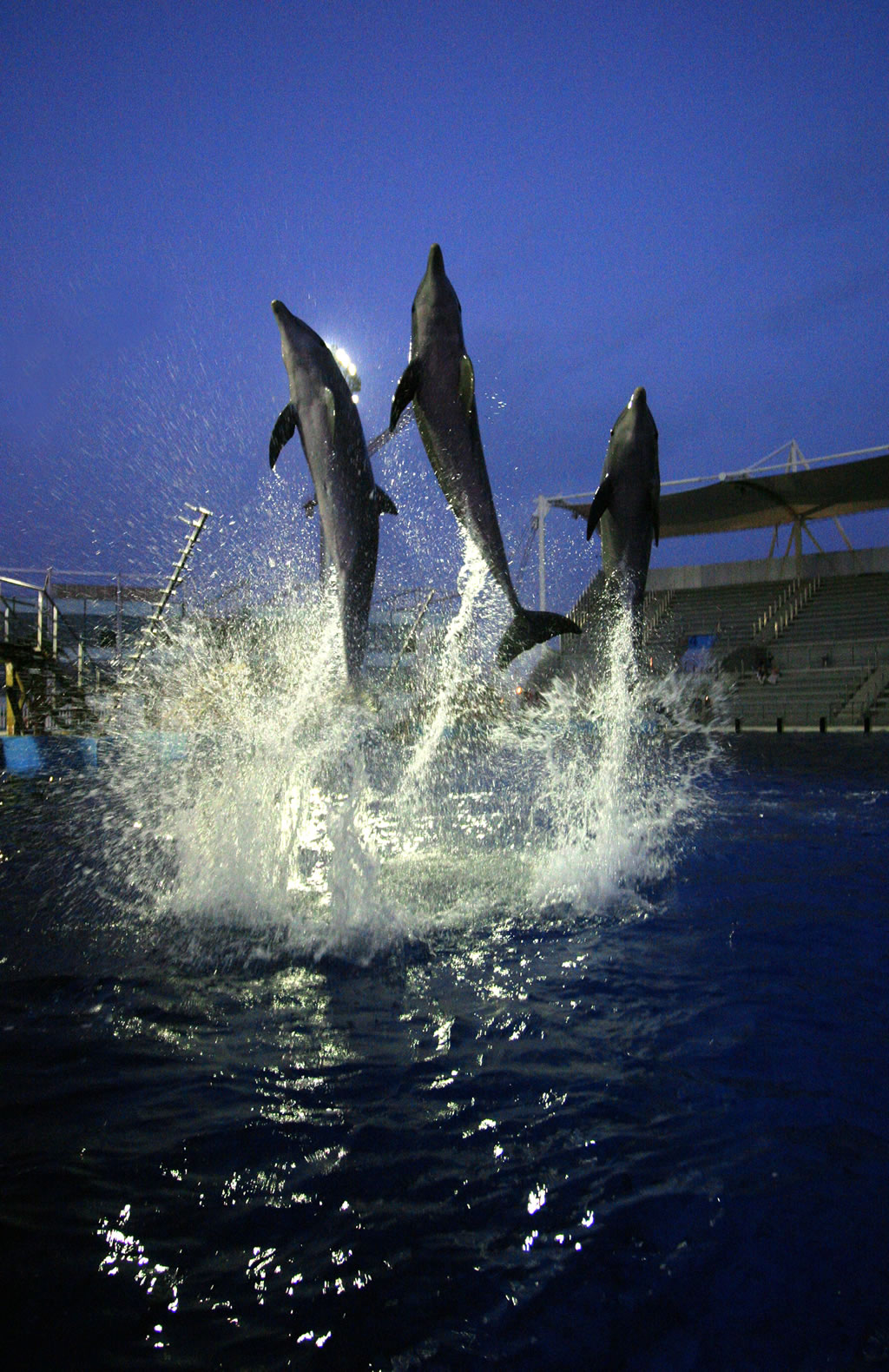 Show delfines