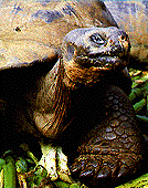 tortuga galapago
