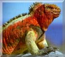 iguana terrestre