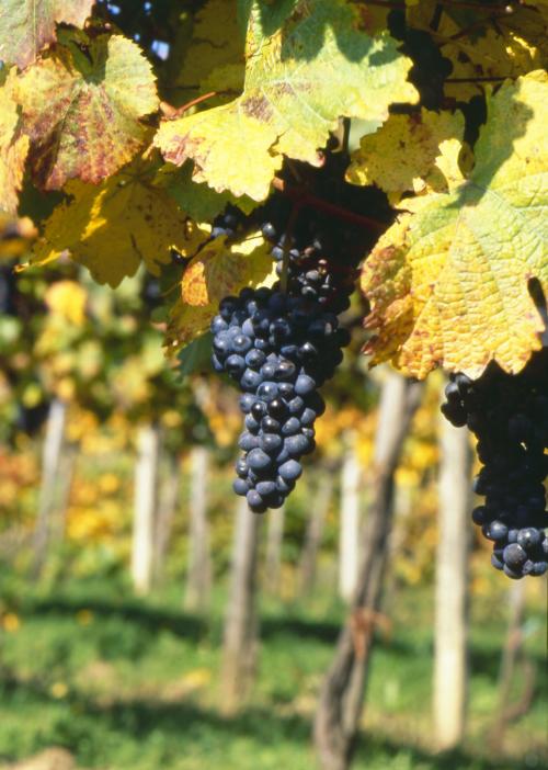 WEINBAU IN ÖSTERREICH