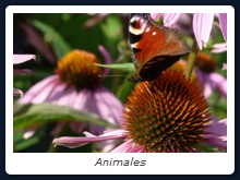 Animales