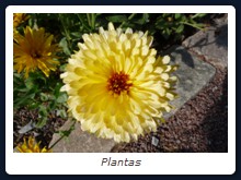 Plantas
