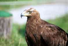Les Aigles de la Cit
