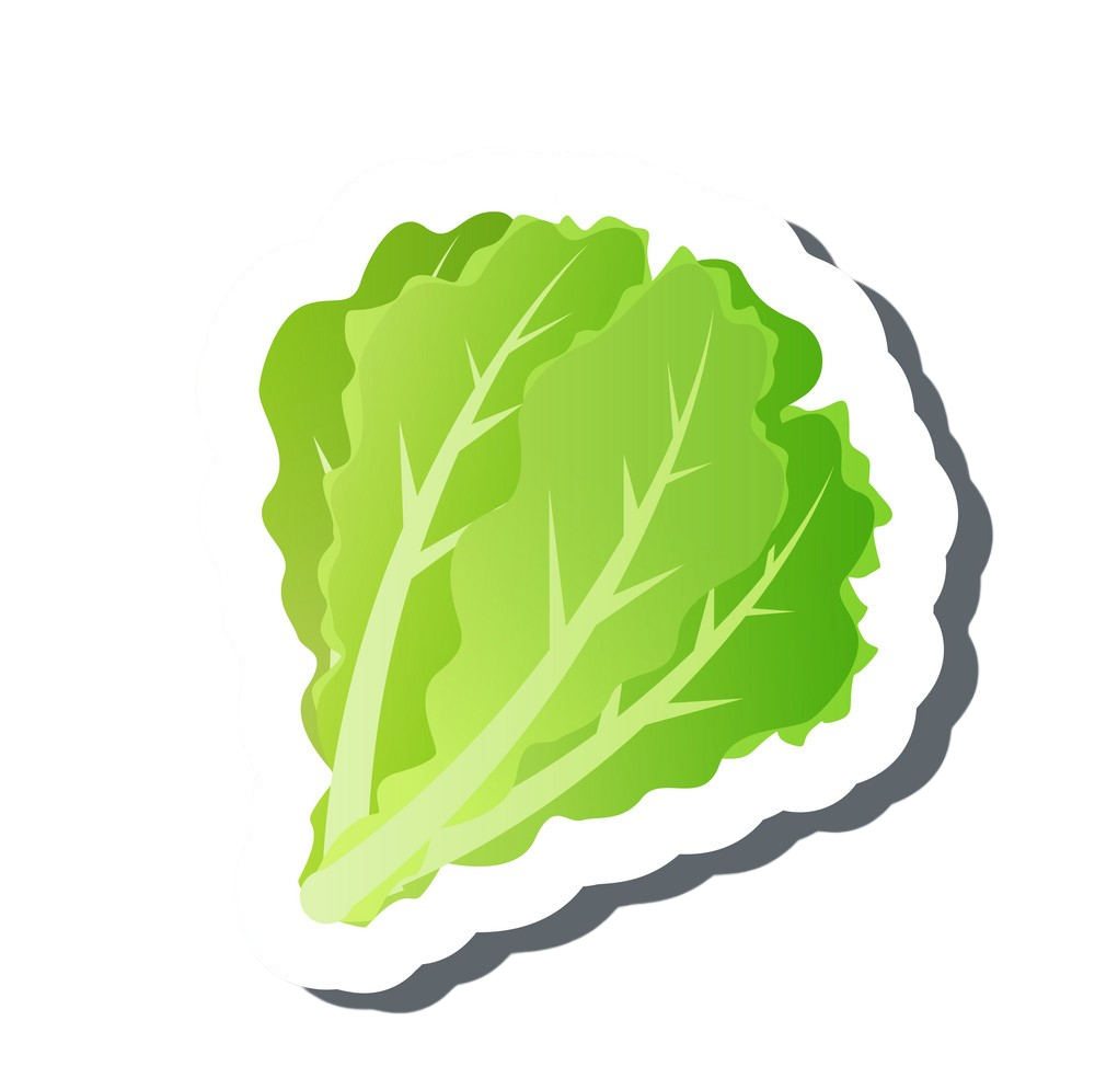 lettuce