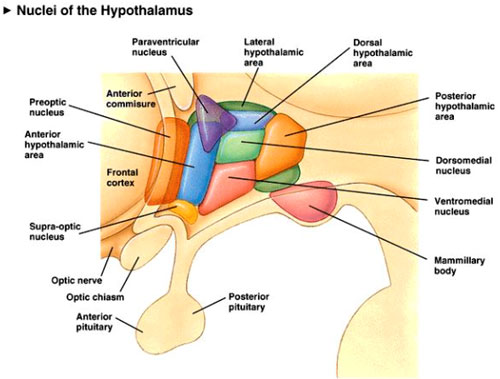 Ncleos hipotalmicos